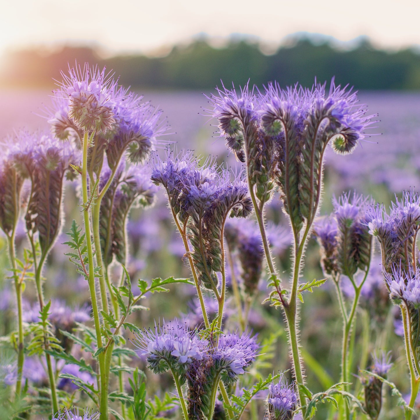 Tansy-leaved phacelia (Phacelia tanacetifolia)