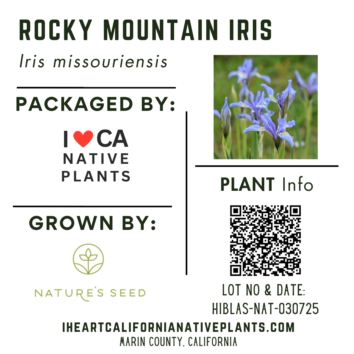 Rocky Mountain Iris (Iris missouriensis)
