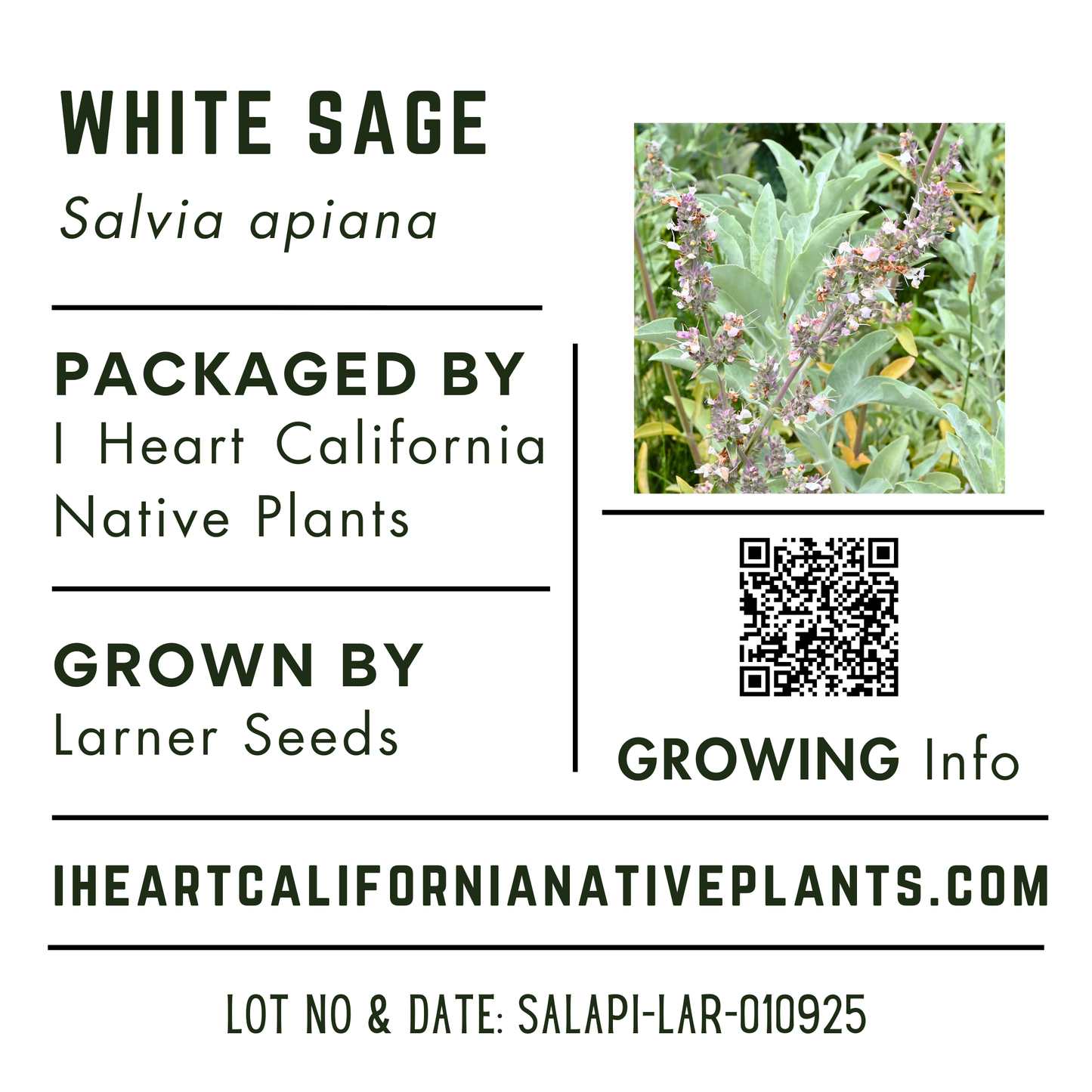 White Sage (Salvia apiana)