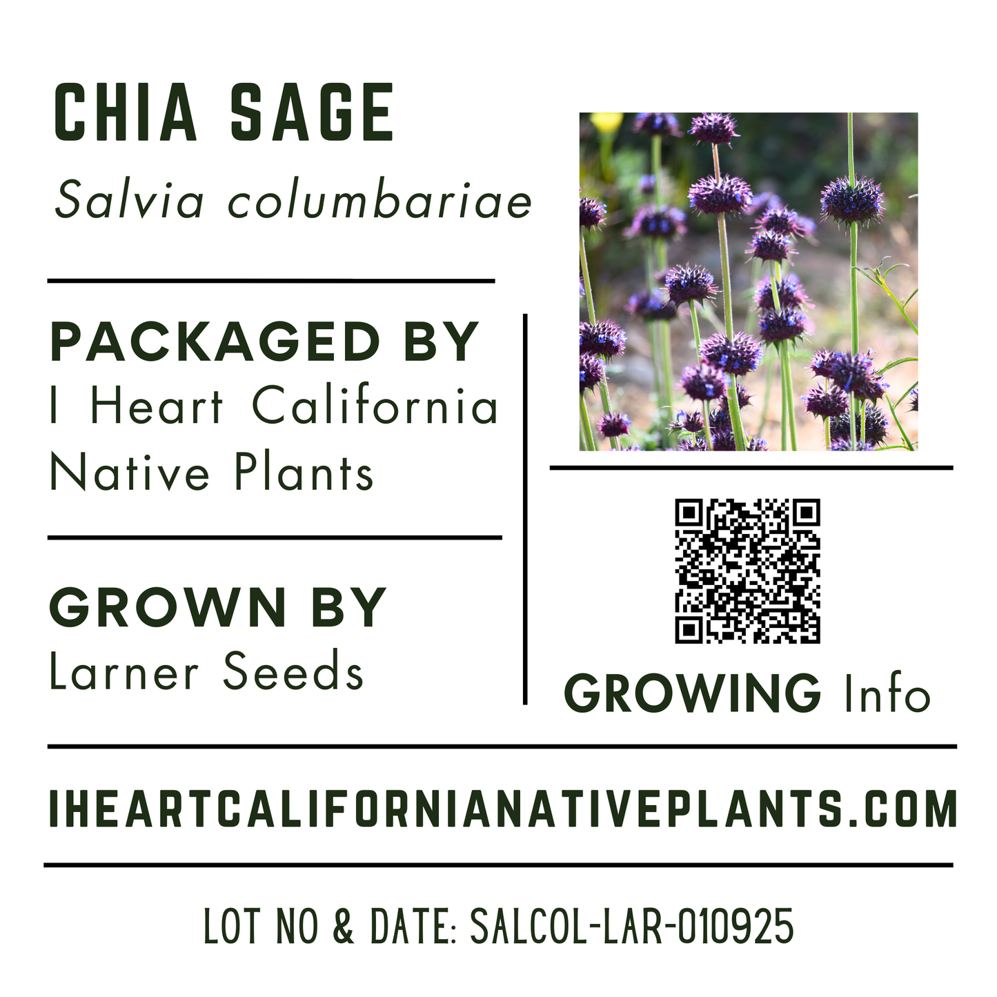 Chia Sage (Salvia columbariae)