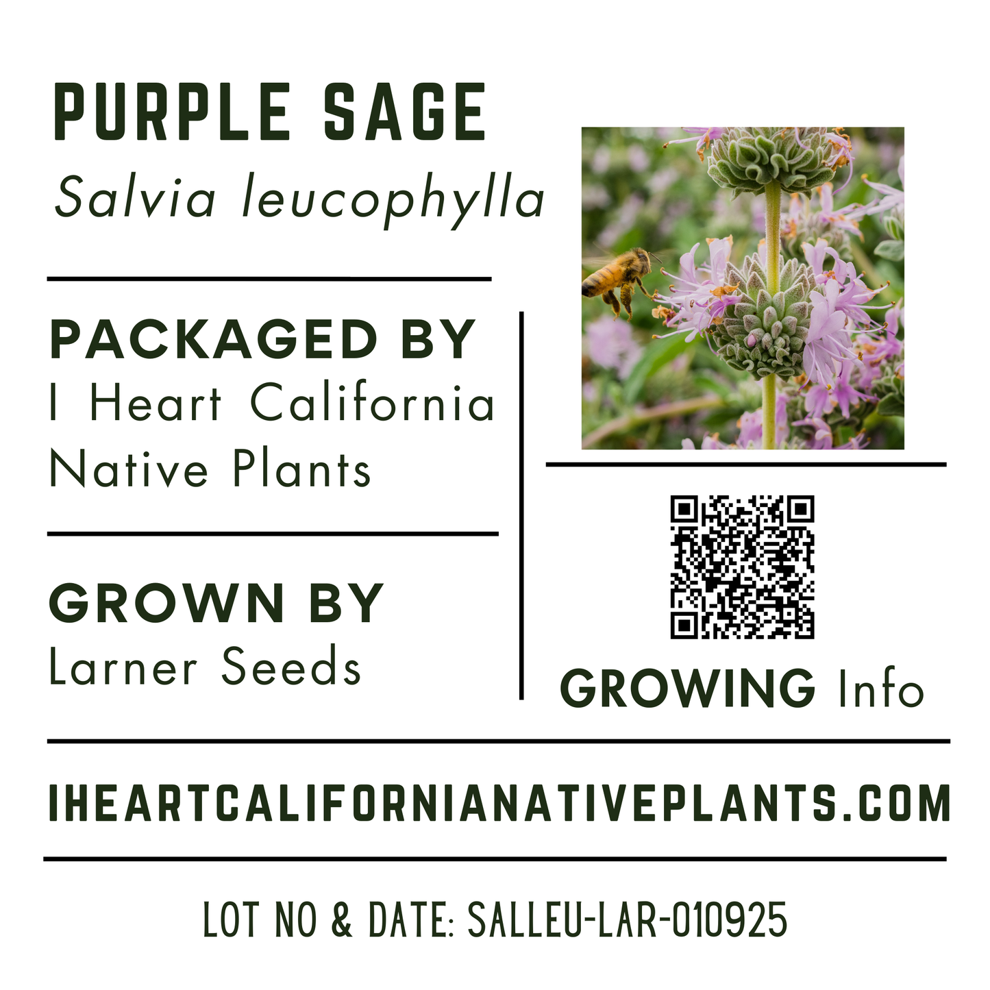 Purple Sage (Salvia leucophylla)