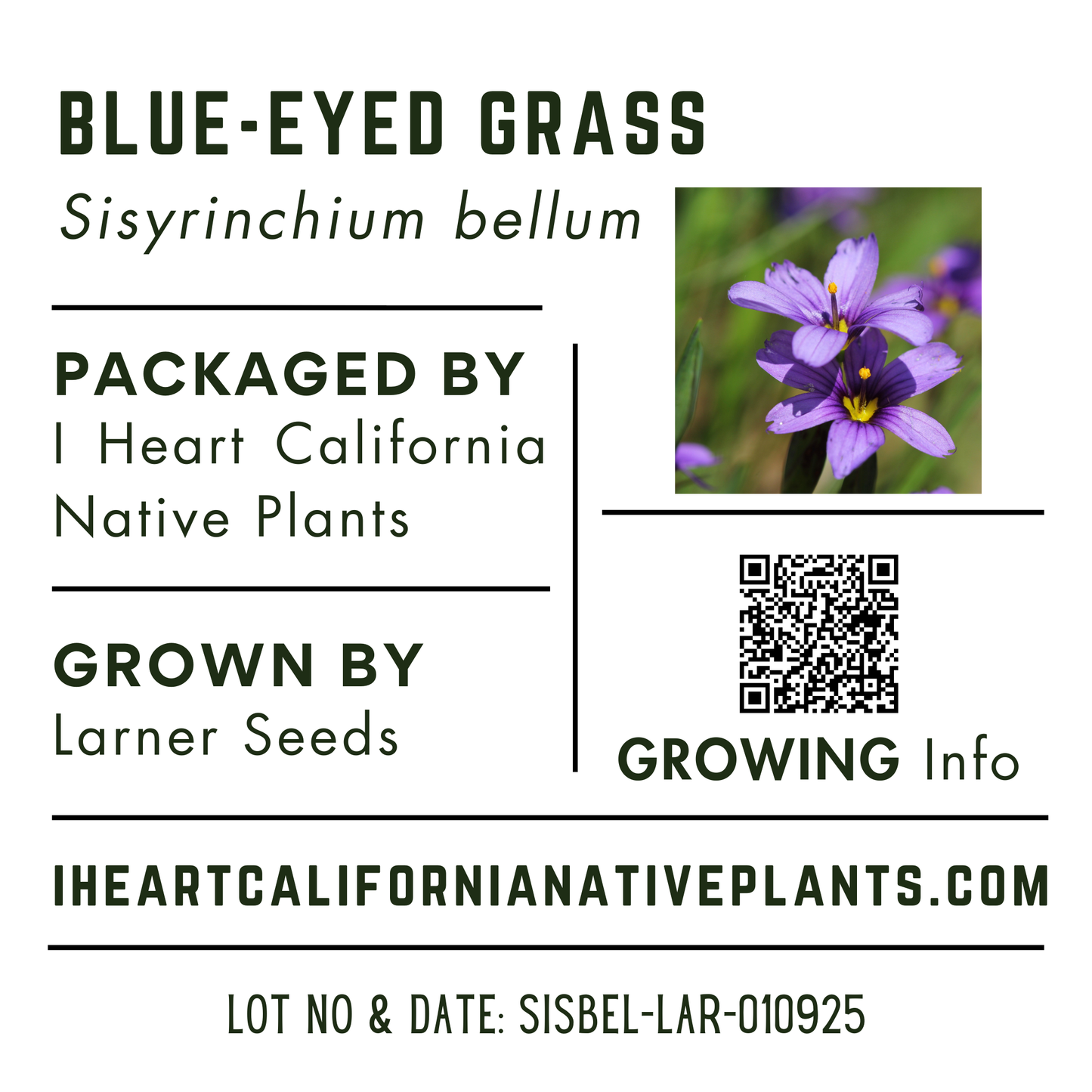 Blue-eyed Grass (Sisyrinchium bellum)