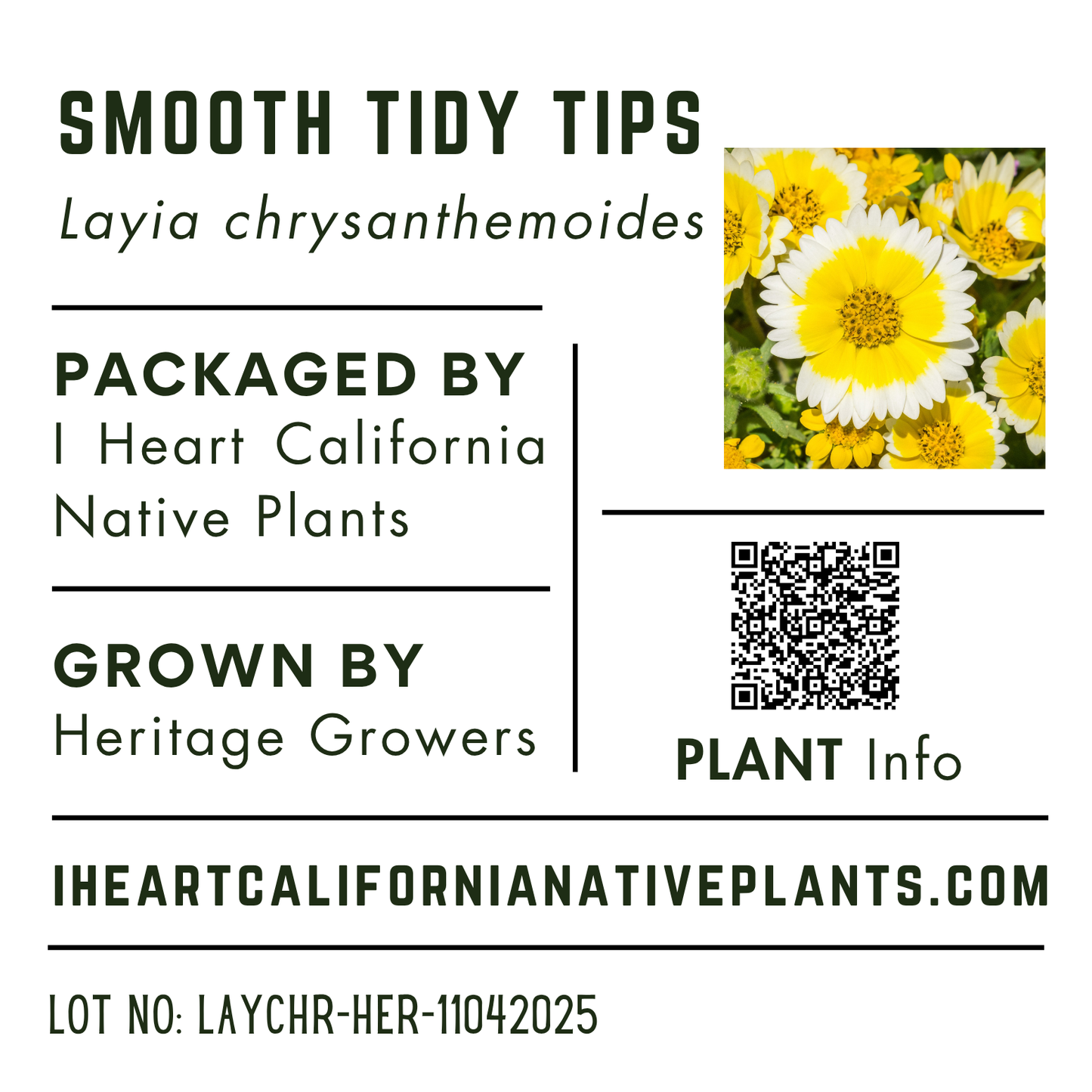 Smooth Tidy Tips (Layia chrysanthemoides)