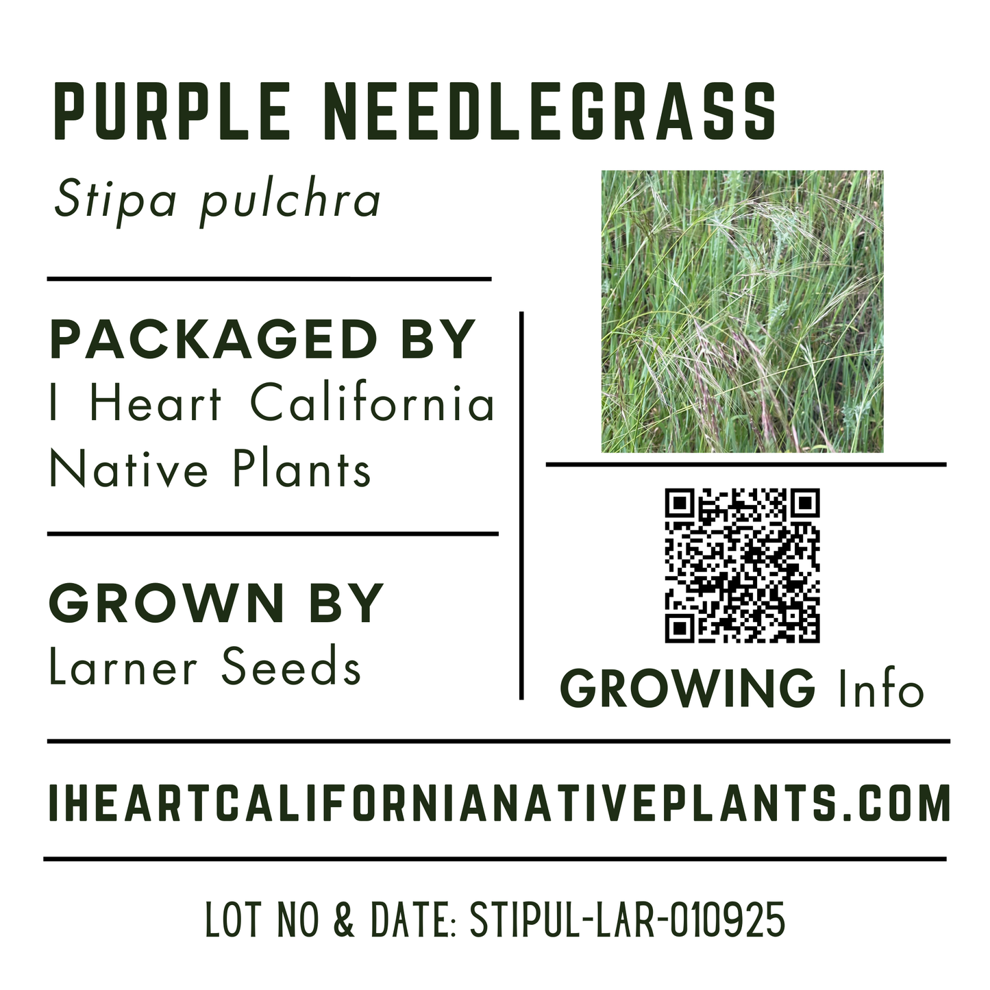 Purple Needlegrass (Stipa pulchra)