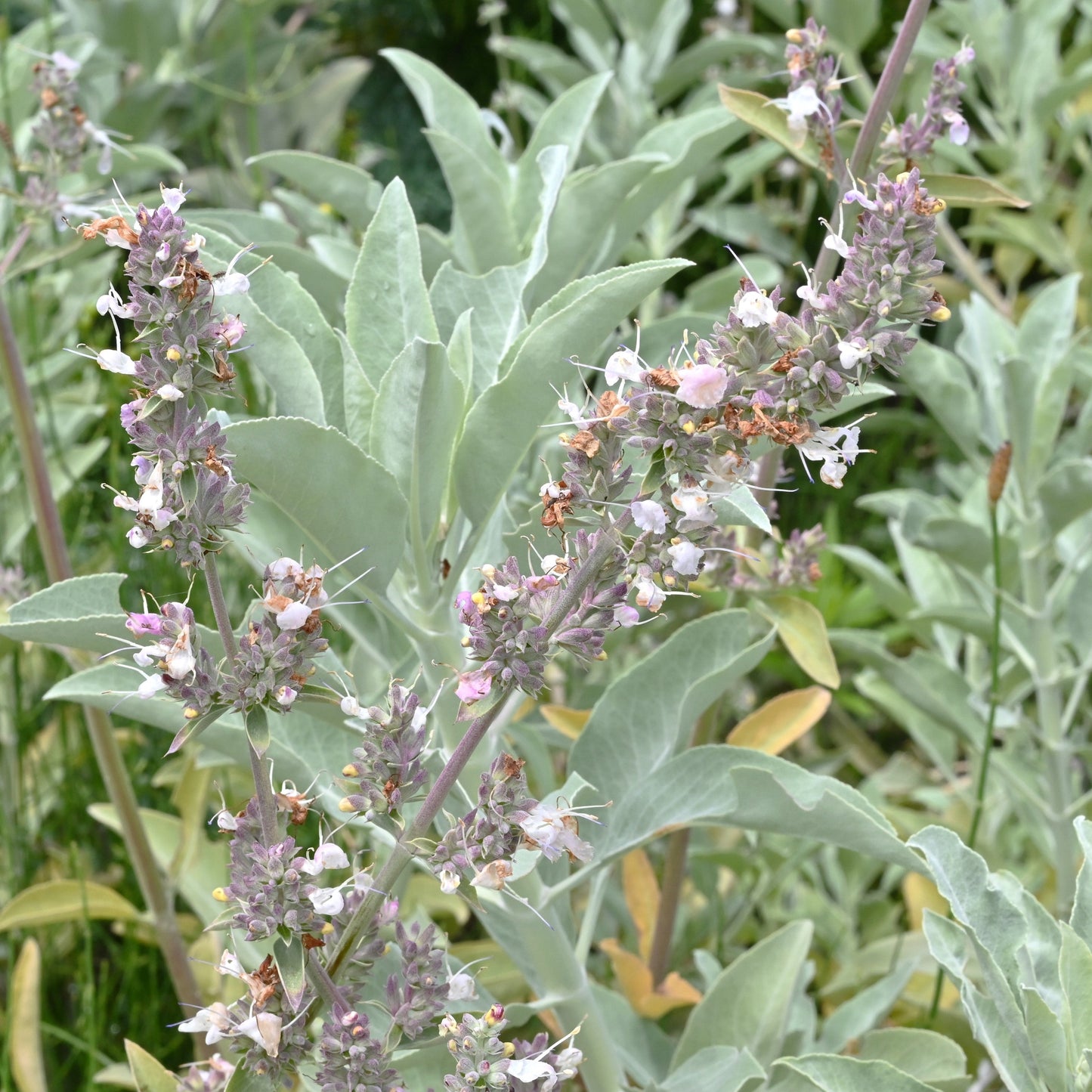 White Sage (Salvia apiana)