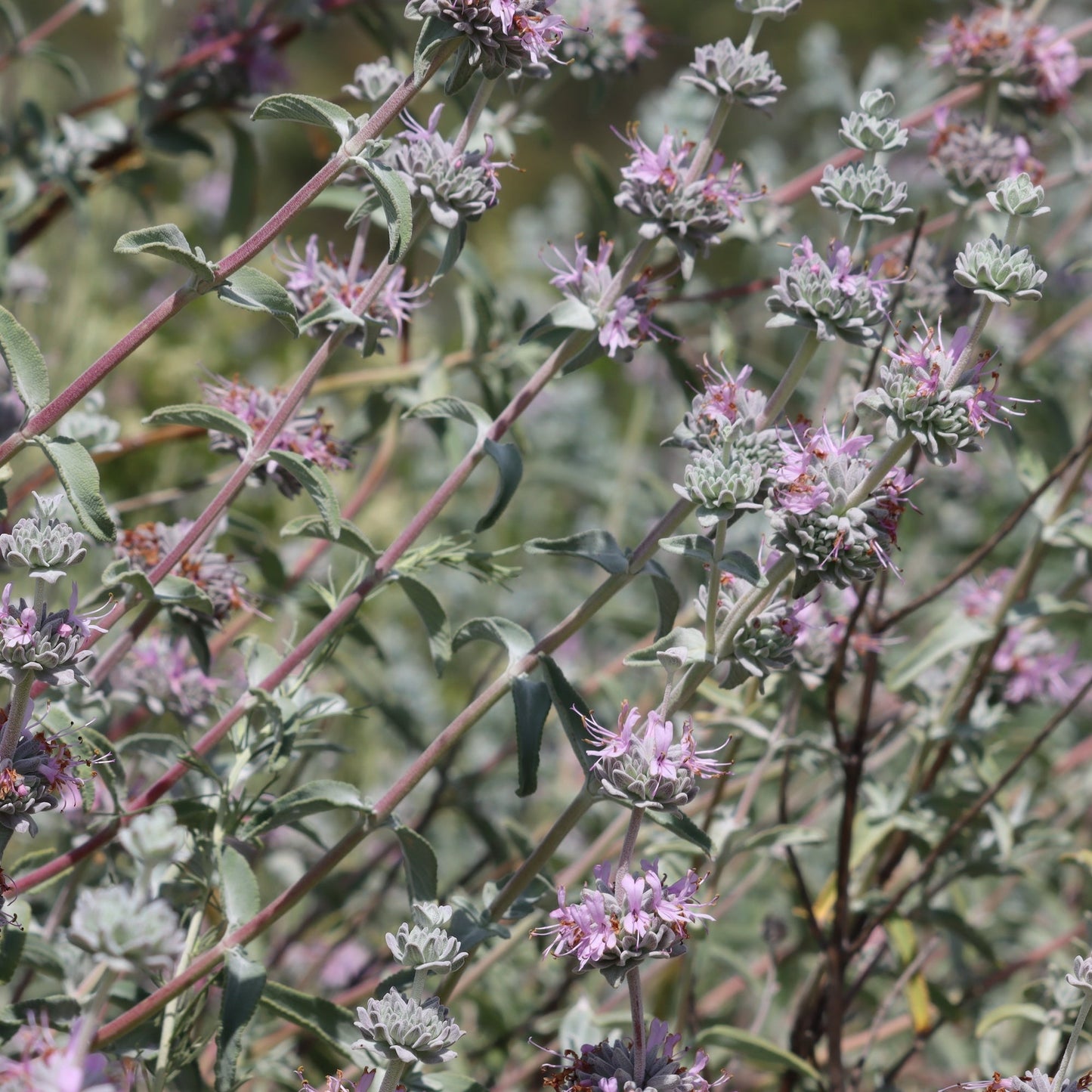 Purple Sage (Salvia leucophylla)