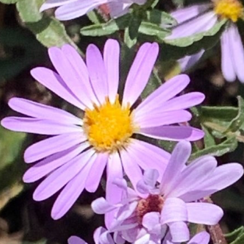 Symphyotrichum chilense - California Aster