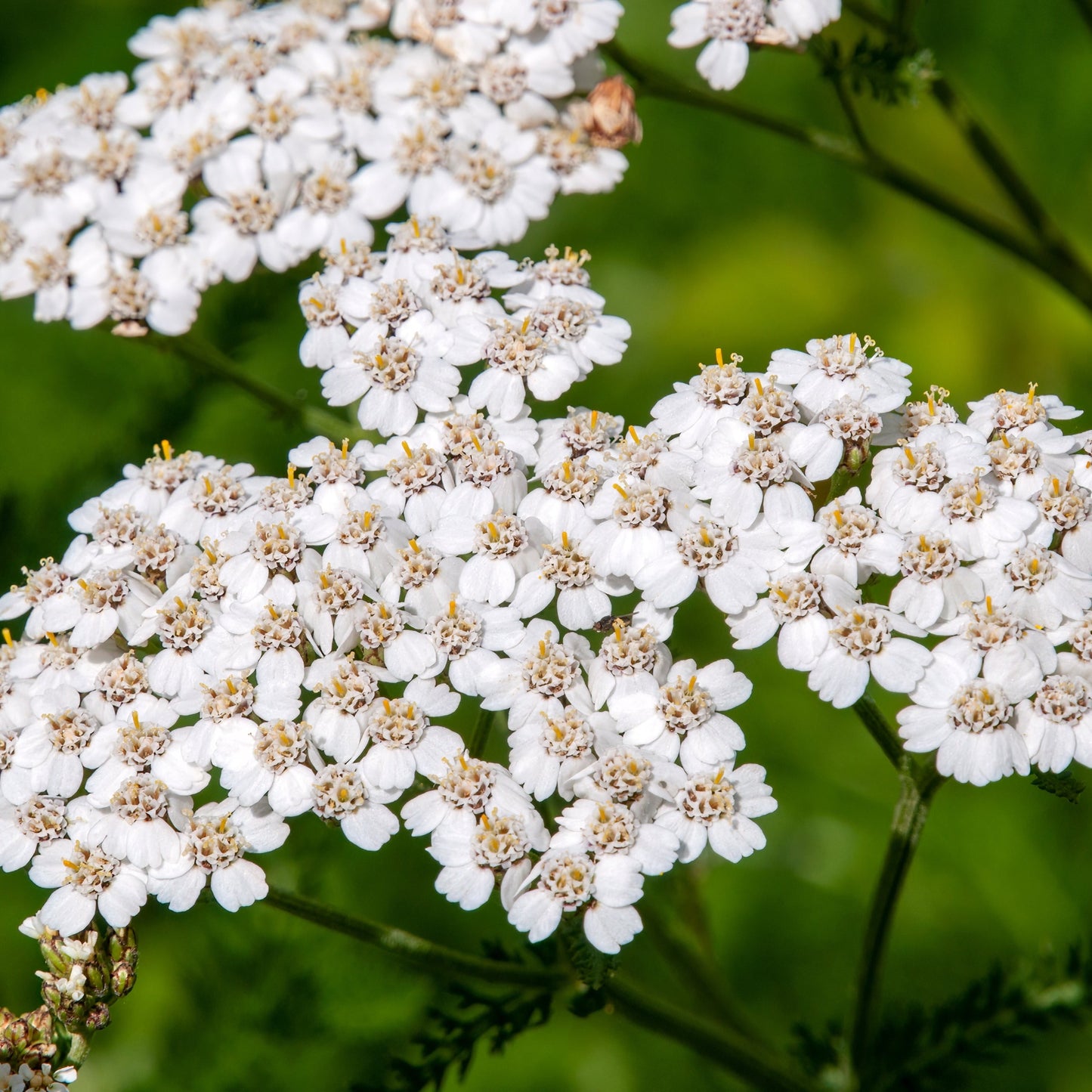 Yarrow (Achillea millefolium)