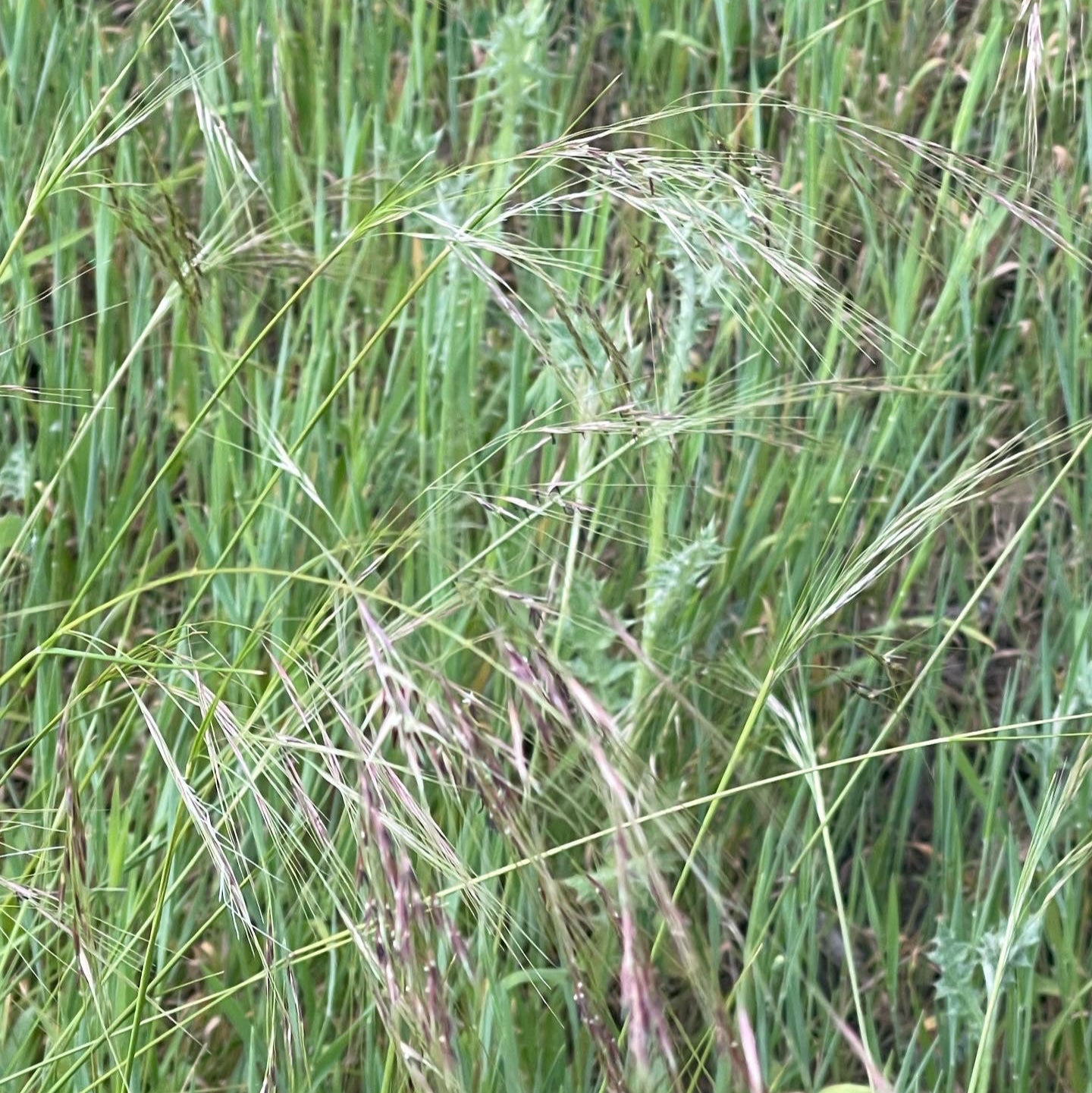 Purple Needlegrass (Stipa pulchra)