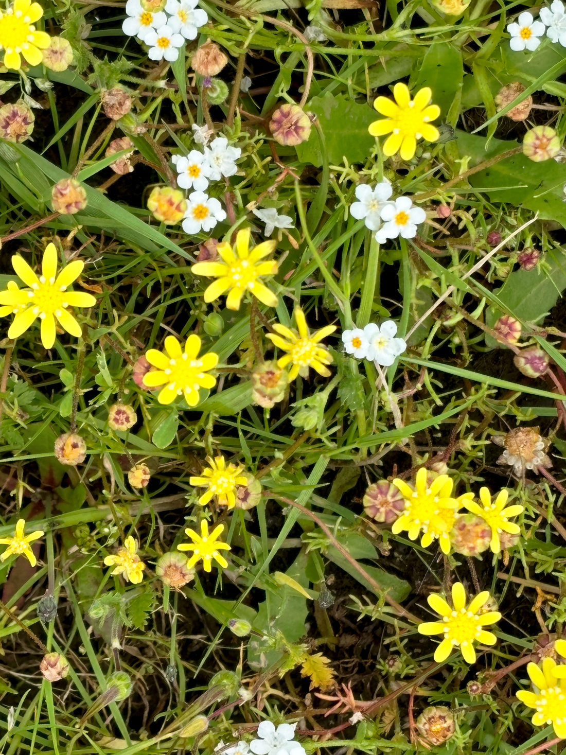Why plant natives in the winter?