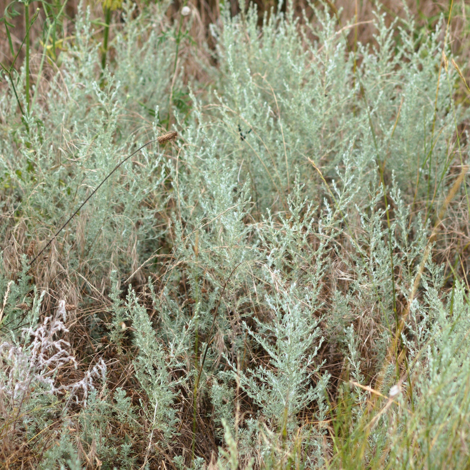 Coastal Sage Scrub Collection
