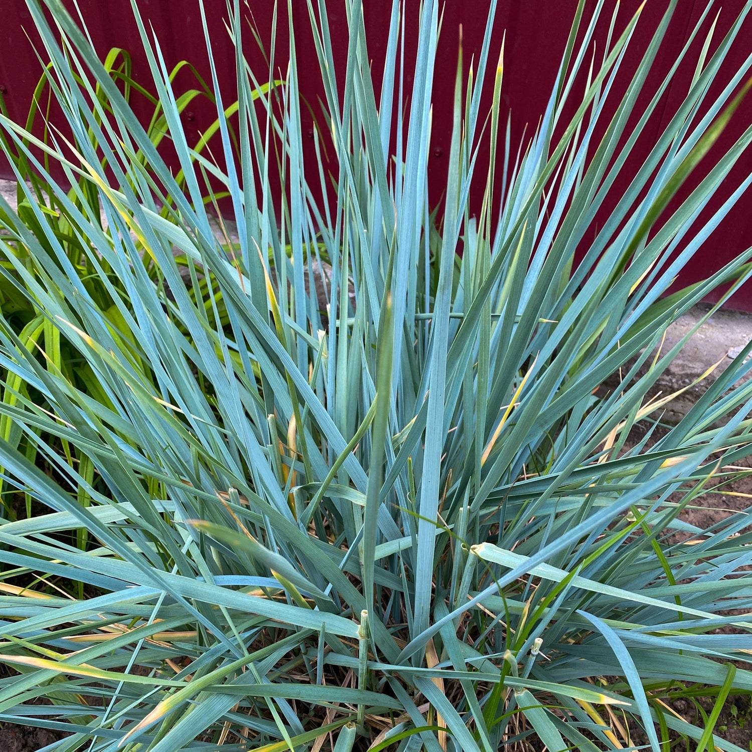 Native Perennial Grass Collection