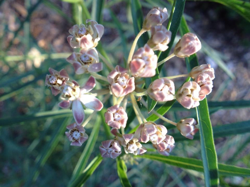 Pollinator Collection
