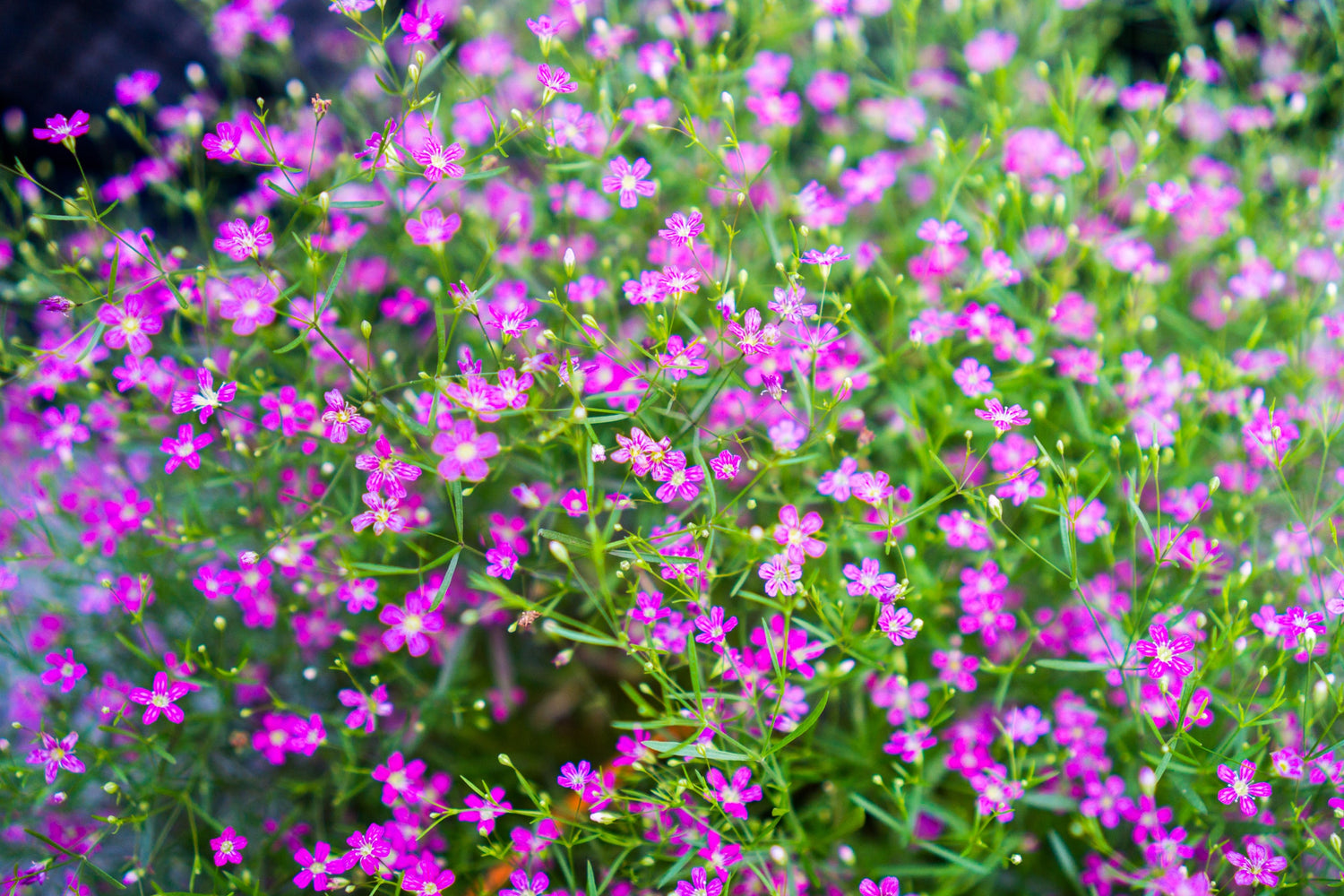 I Heart Herbaceous Natives