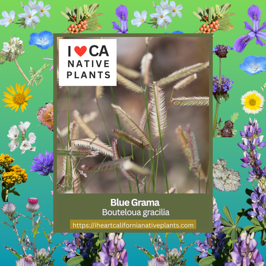 Bouteloua gracilis - Blue Grama