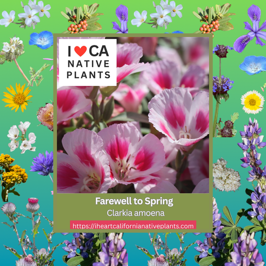 Clarkia amoena - Farewell to Spring