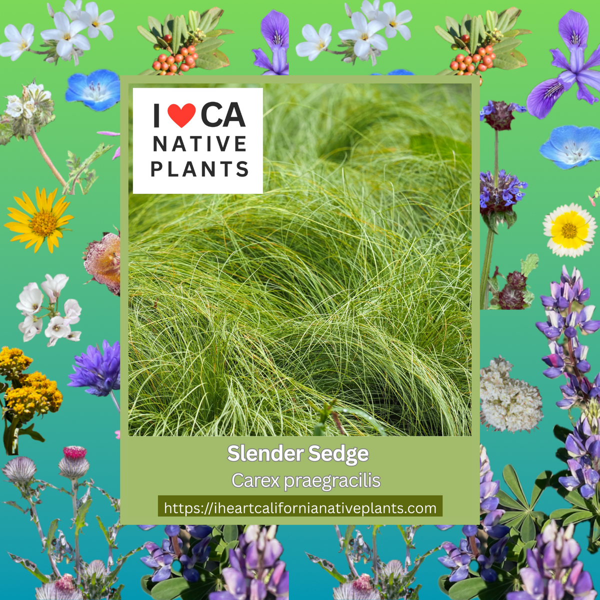 Carex praegracilis - Slender Sedge