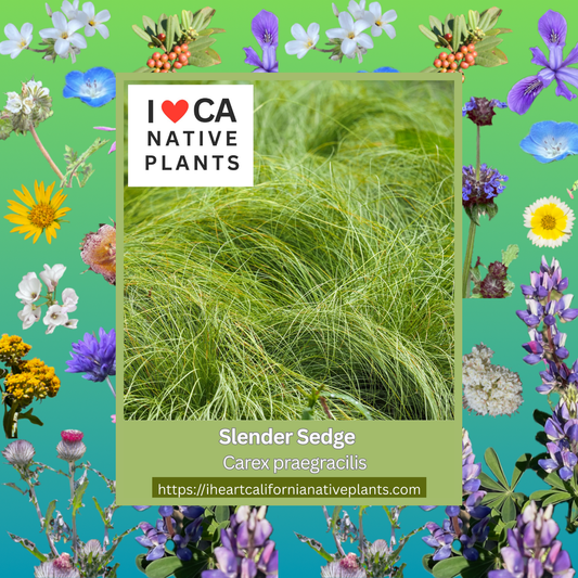 Carex praegracilis - Slender Sedge