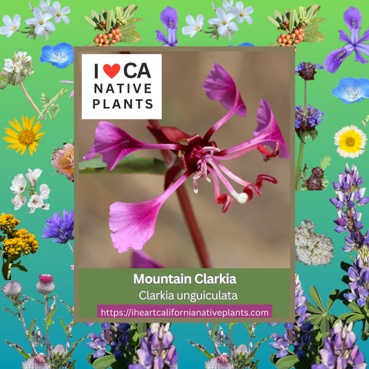 Clarkia unguiculata - Mountain Garland