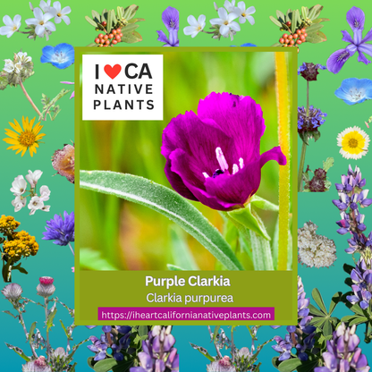 Clarkia purpurea - Purple clarkia