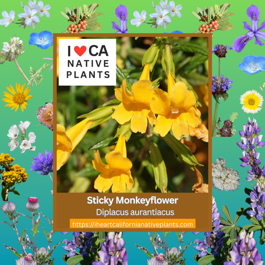 Diplacus aurantiacus - Sticky monkeyflower