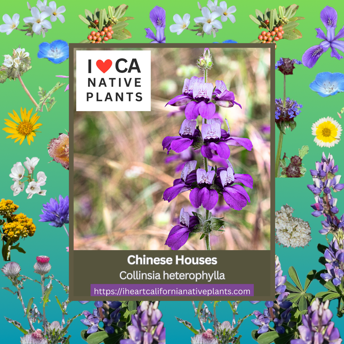Collinsia heterophylla - Chinese Houses