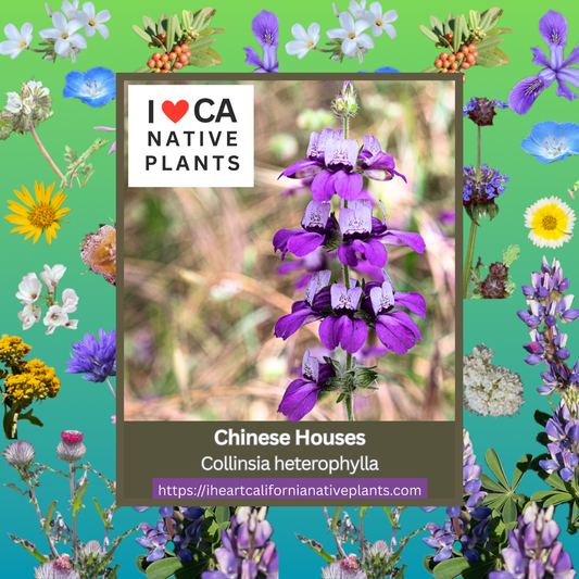 Collinsia heterophylla - Chinese Houses