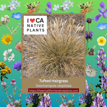 Deschampsia cespitosa - Tufted Hairgrass