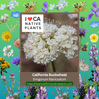 Eriogonum fasciculatum - California Buckwheat