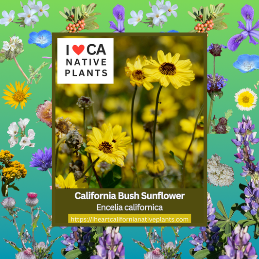 Encelia californica - California Bush Sunflower