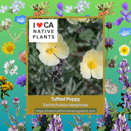 Eschscholzia caespitosa - Tufted Poppy