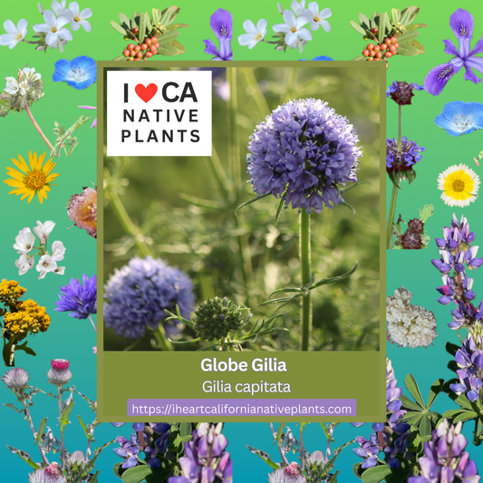 Gilia capitata - Globe Gilia