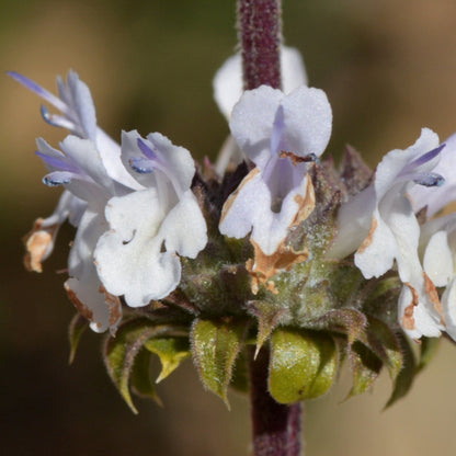Black Sage (Salvia mellifera)