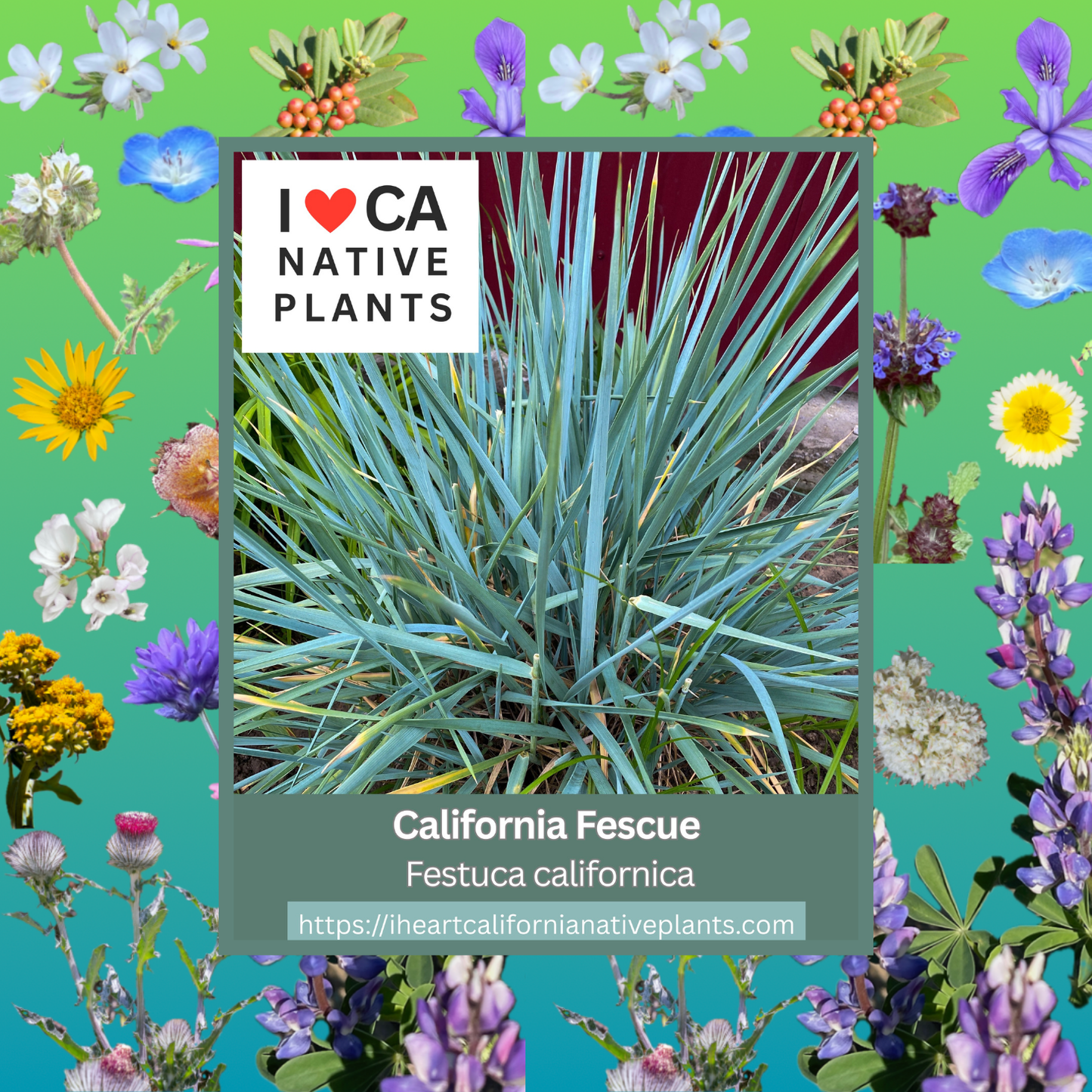 Festuca californica - California Fescue