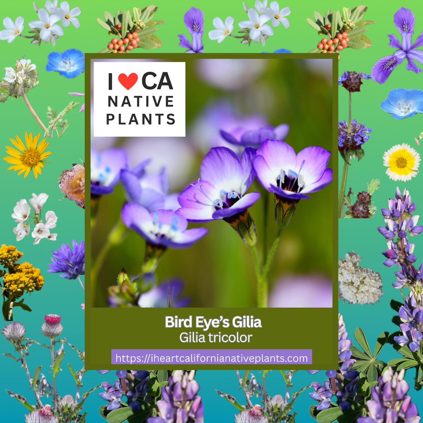 Gilia tricolor - Bird's Eye Gilia