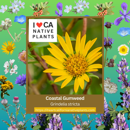 Grindelia stricta - Coastal Gum Plant