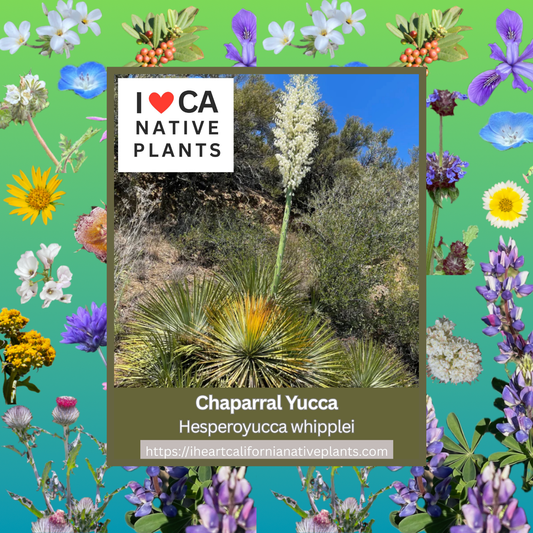 Hesperoyucca whipplei - Chaparral Yucca