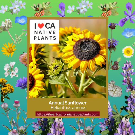 Helianthus annuus - Annual Sunflower