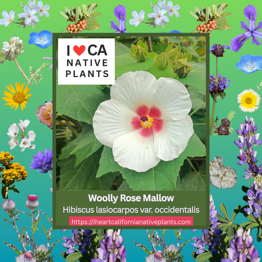 Hibiscus lasiocarpos var. occidentalis - Woolly Rose Mallow seed closeup