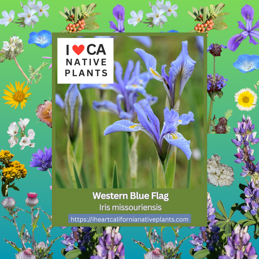 Iris missouriensis - Western Blue Flag