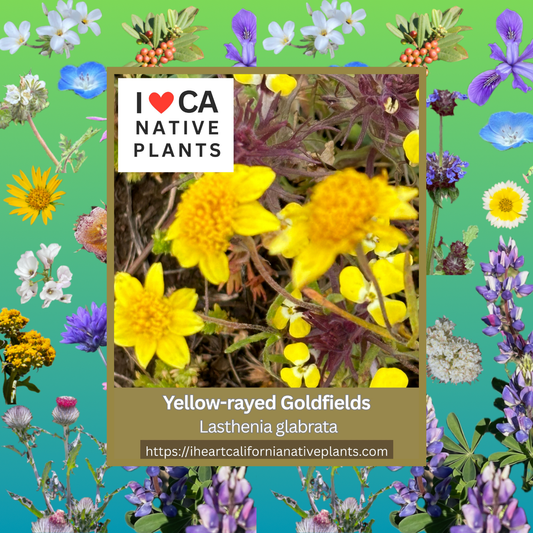 Lasthenia glabrata - Yellow-rayed Goldfields