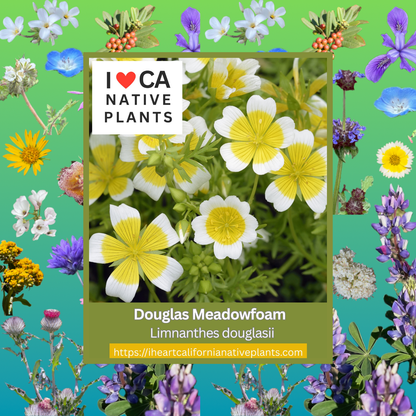 Limnanthes douglasii - Douglas Meadowfoam