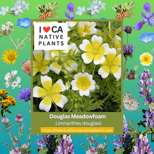 Limnanthes douglasii - Douglas Meadowfoam