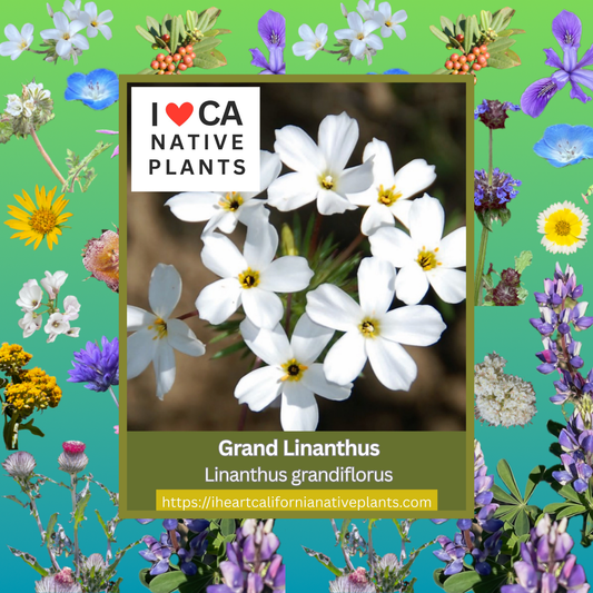 Linanthus grandiflorus - Grand Linanthus