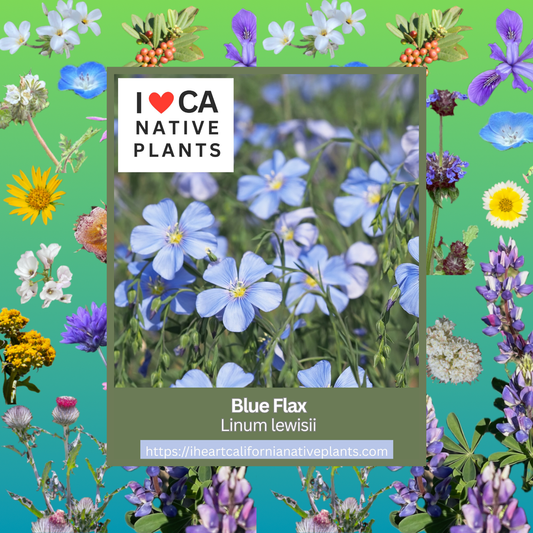 Linum lewisii - Blue Flax