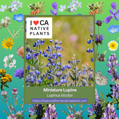 Lupinus bicolor - Miniature Lupine