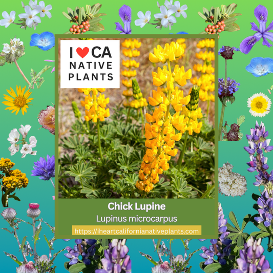 Lupinus microcarpus - Chick Lupine