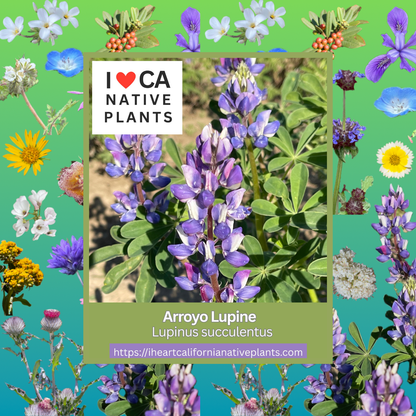 Lupinus succulentus - Arroyo Lupine