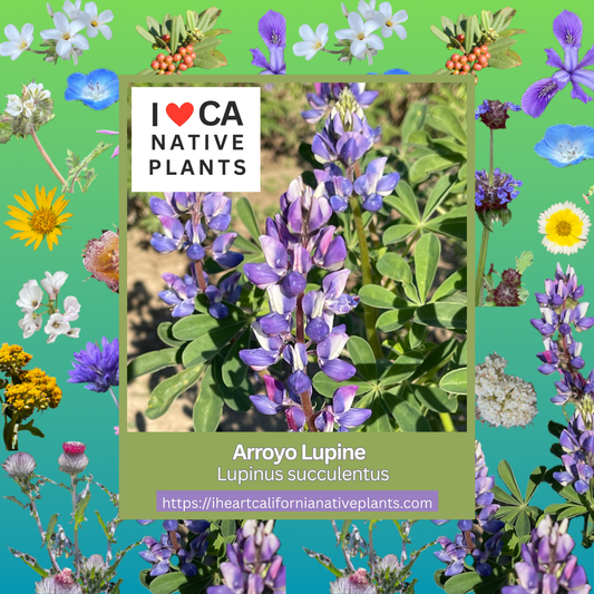 Lupinus succulentus - Arroyo Lupine