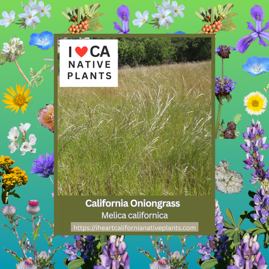 Melica californica - California Melic